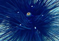 sea-urchins-604231_1280-856x257