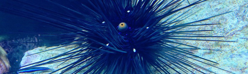 sea-urchins-604231_1280-856x257