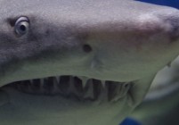 shark-674867_1280-856x257