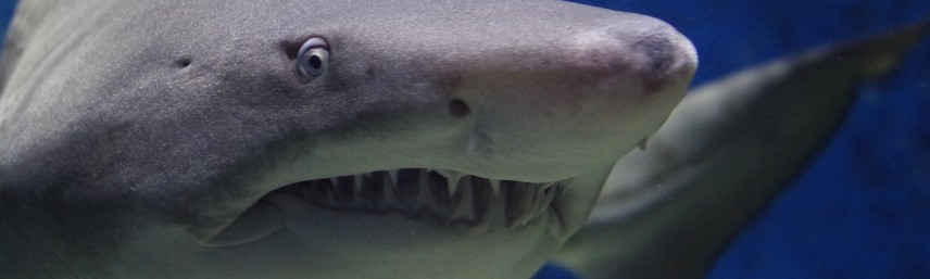 shark-674867_1280-856x257